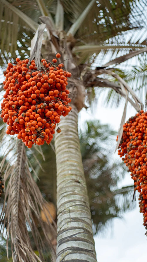Buriti