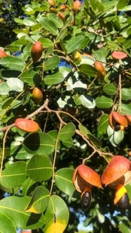 Copaiba