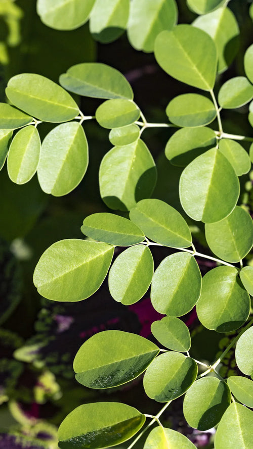 Moringa