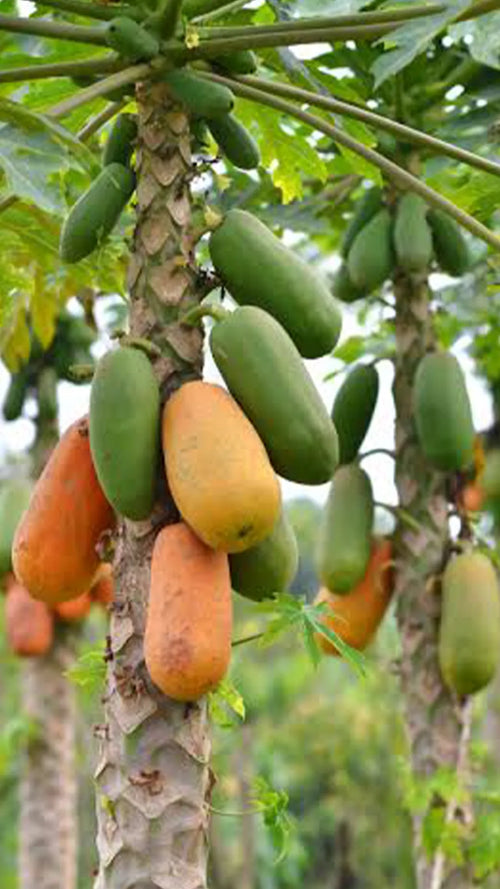 Papaye