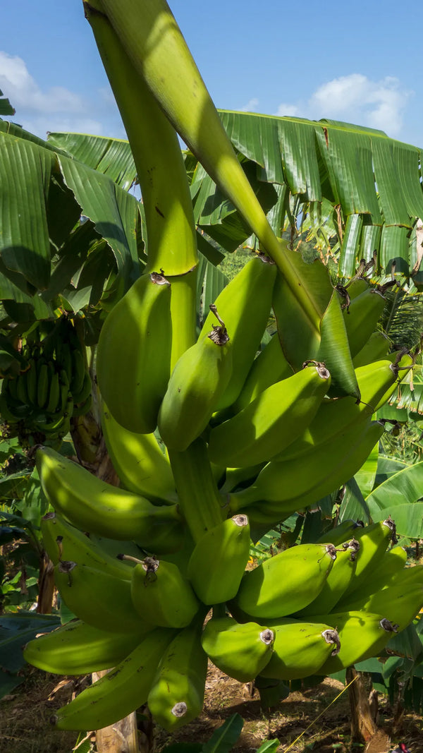 Banane plantain