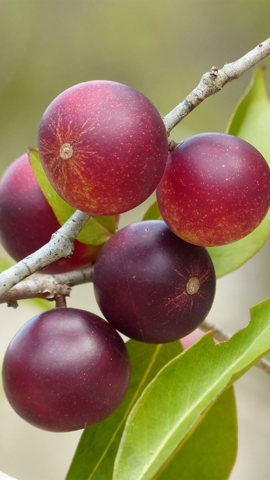 Camu-camu