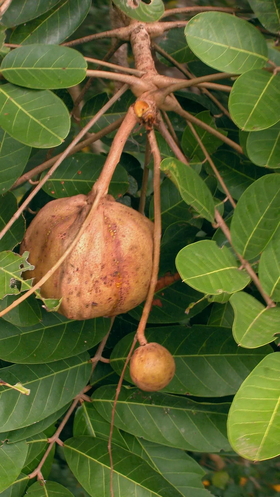Andiroba