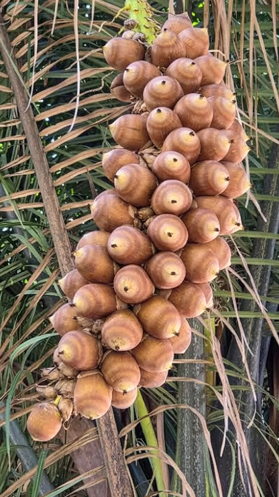 Babaçu