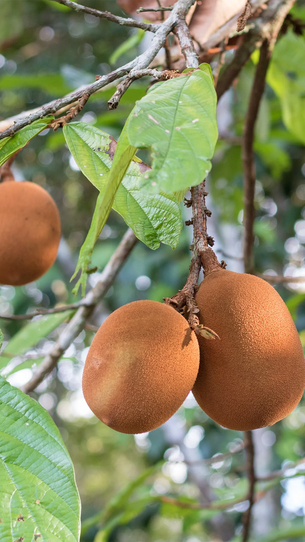 Cupuaçu