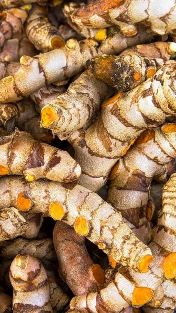 Curcuma