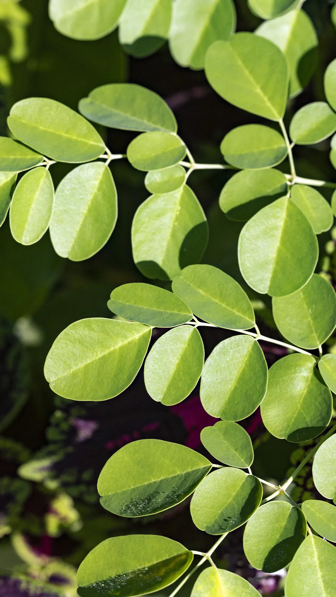 Moringa
