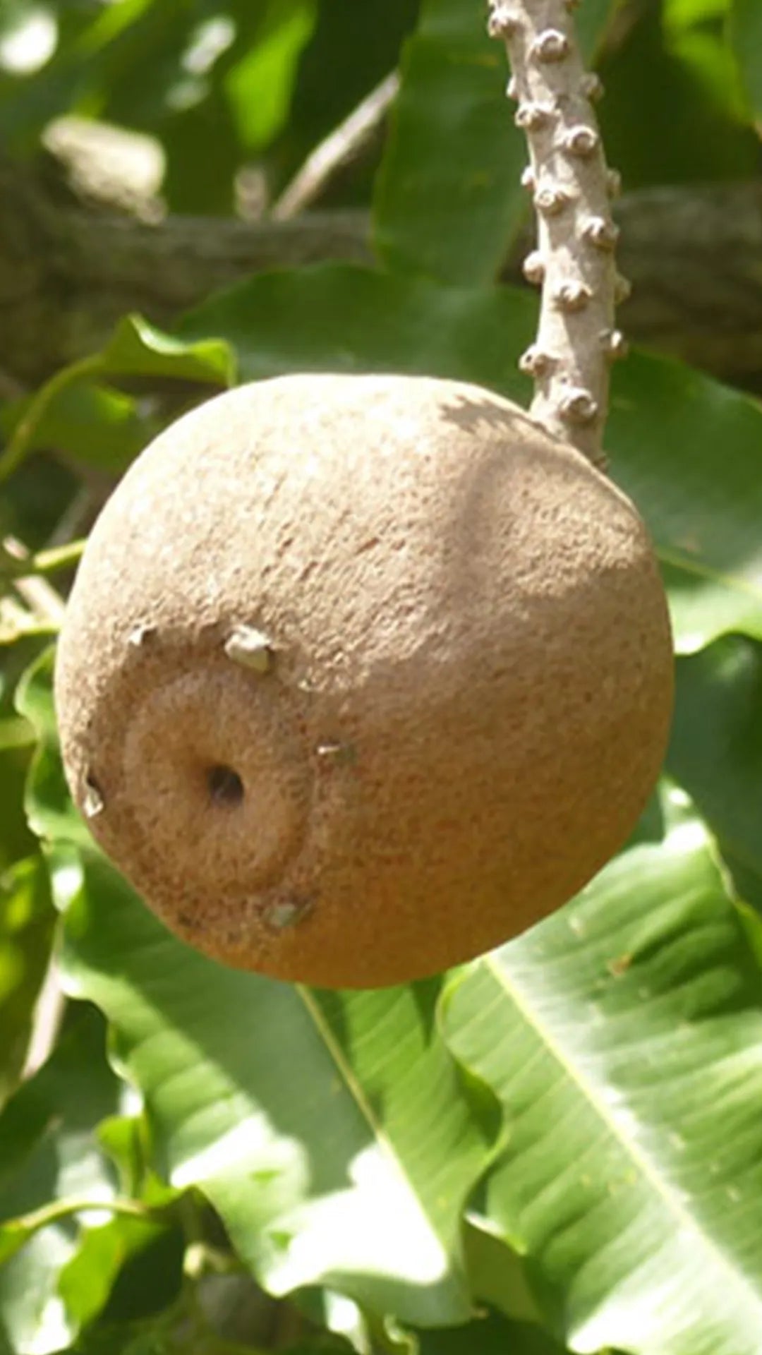 Noix du Brésil