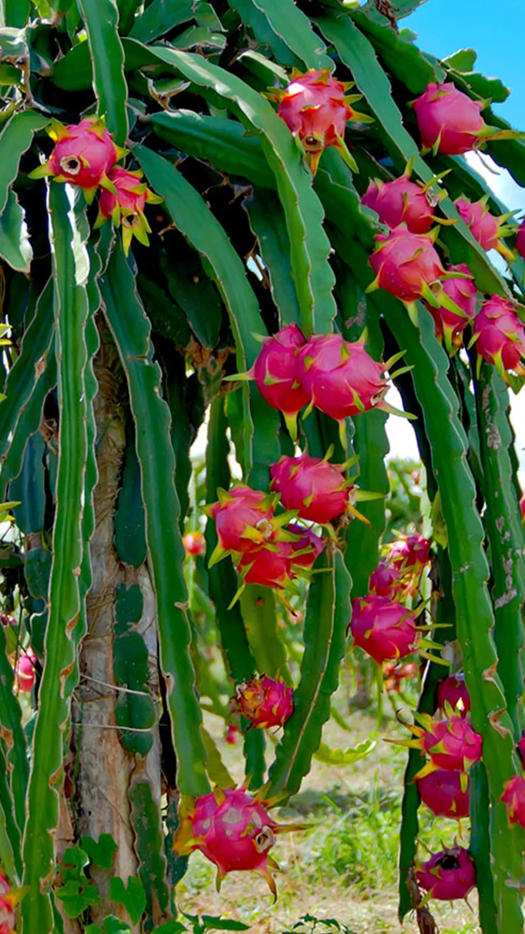 Pitaya